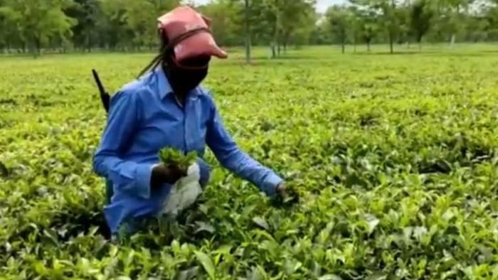 ফাইল ছবি