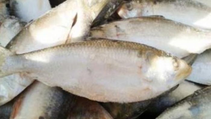 এ ইলিশ নয় চন্দনা