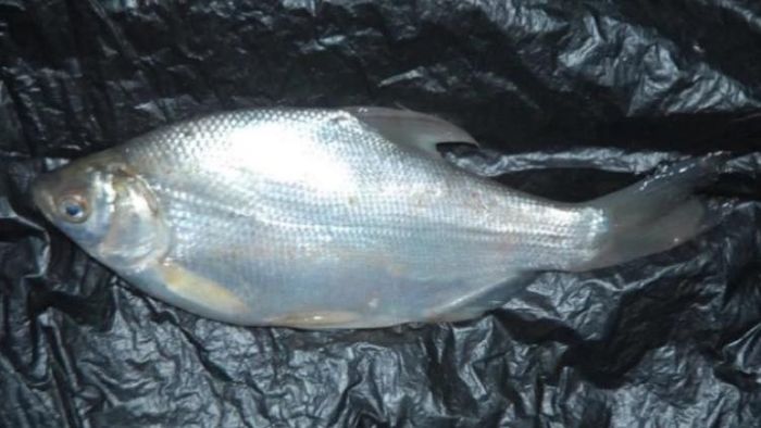 চওড়া পেংবা