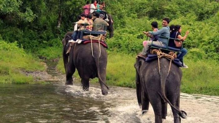 জলদাপাড়ায় শুরু সাফারি