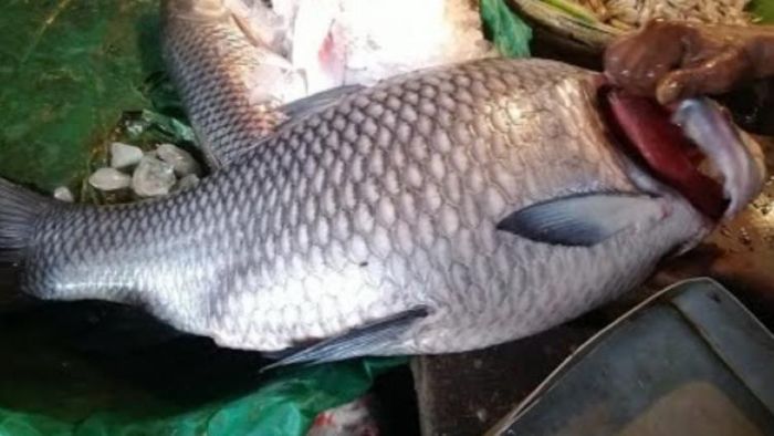 এত বড় কাতলা !