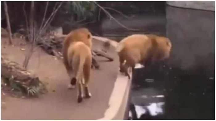 পশুরাজের পা পিছলাল, হেসে খুন নেটিজেনরা