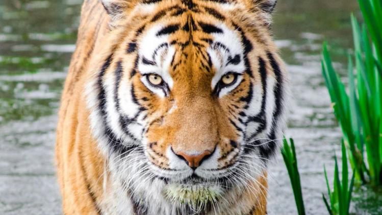 ফের সুন্দরবনে বাঘের হামলা