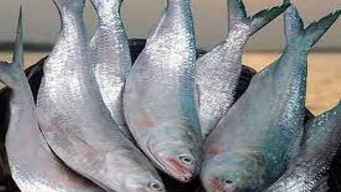 ইলিশ-ফাইল ছবি
