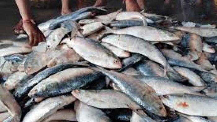 ইলিশ নিয়ে উদ্বেগে বাংলাদেশ