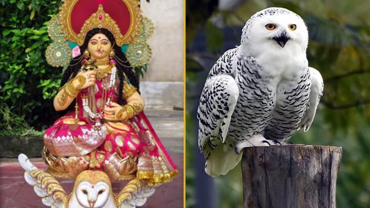কেন দেবী লক্ষ্মীর বাহন পেঁচা? জানুন কী বলছে পুরাণ 