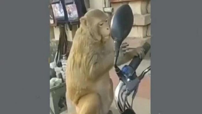 আয়নায় নিজেকে দেখছে বানরটি