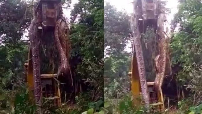 বিশালাকার সাপের ভিডিও প্রকাশিত হয়েছে