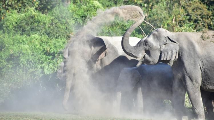 রাজ্যে বন্যজন্তু দেখার সেরা ঠিকানা জলদাপাড়া, যোজন পিছিয়ে গরুমারা