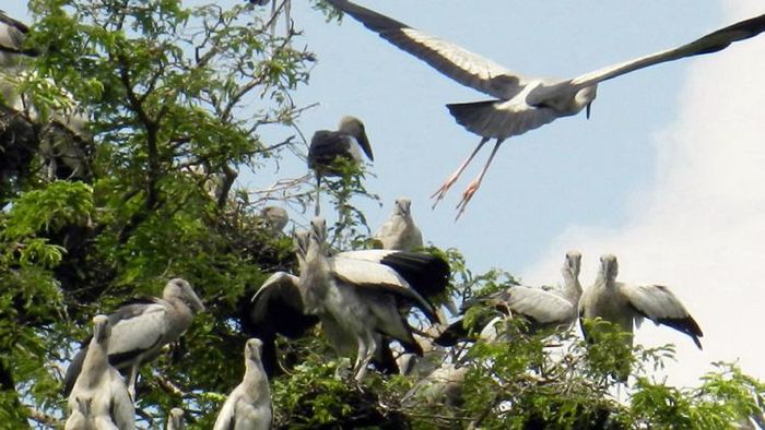 আঙ্গিনা