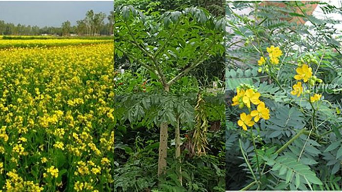 ১৪ শাকের মধ্যে ৩ অন্যতম সর্ষে, ওল এবং কালকাসুন্দা। ছবি সৌজন্য: ডাঃ সুমিত সুর