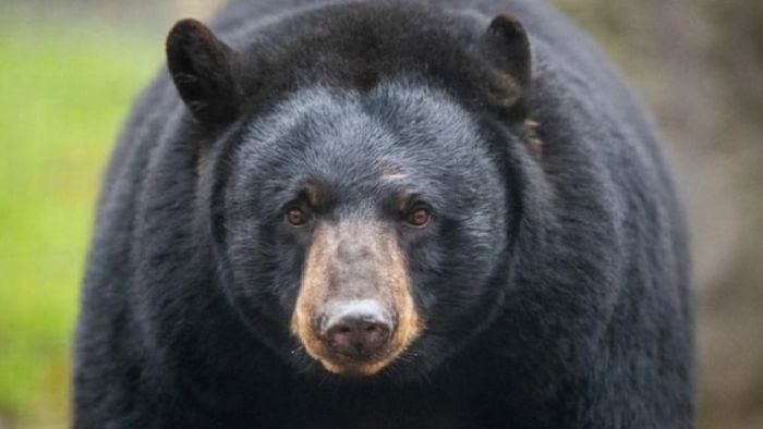 জলপাইগুড়ি জেলার ডুয়ার্সের মেটেলি চা বাগানের ঘটনা