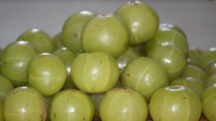 আমলকির প্রচুর গুণ রয়েছে (প্রতীকী ছবি)