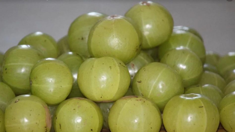 কেন শীতকালে 'সুপারফুড' আমলকি? ৬ মোক্ষম ফায়দা জানলে বুঝবেন কেন শীতকালে 'সুপারফুড' আমলকি? ৬ মোক্ষম ফায়দা জানলে বুঝবেন