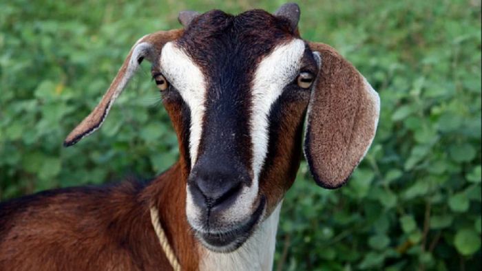 ছাগলের সঙ্গে সেক্সের অভিযোগ (প্রতীকী ছবি)