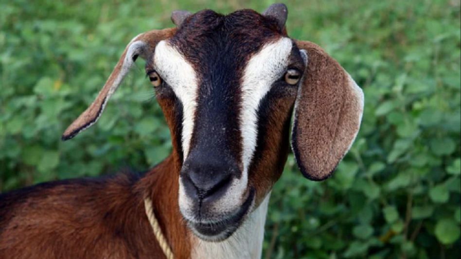 মালেশিয়ায় ছাগলের সঙ্গে সেক্স! অভিযুক্ত ৬০ বছরের এক ব্যক্তি মালেশিয়ায় ছাগলের সঙ্গে সেক্স! অভিযুক্ত ৬০ বছরের এক ব্যক্তি