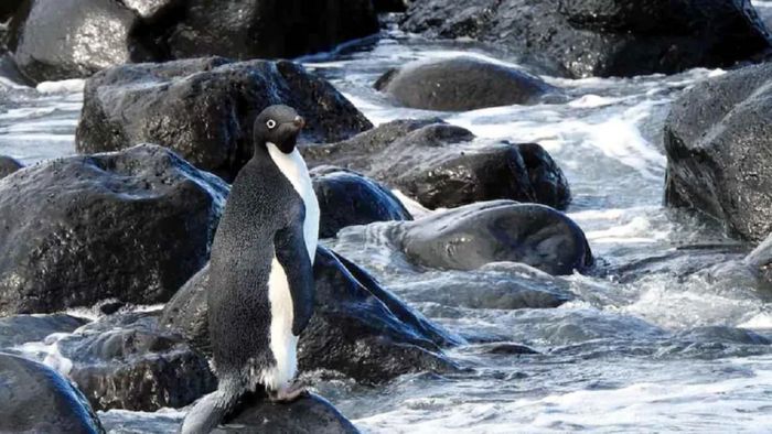 পথ হারিয়ে ফেলেছিল পেঙ্গুইন 'পিঙ্গু'