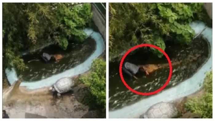 কুমিরের খপ্পরে