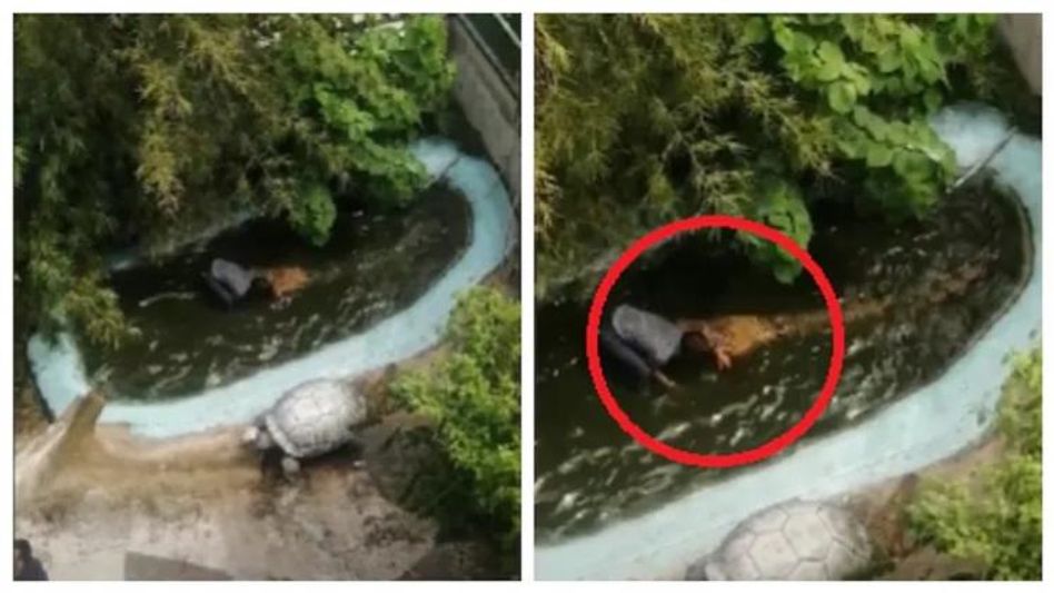 Statue মনে করে আসল কুমিরের সঙ্গে ছবি তুলতে গেলেন ভদ্রলোক, তারপর ! Statue মনে করে আসল কুমিরের সঙ্গে ছবি তুলতে গেলেন ভদ্রলোক, তারপর !