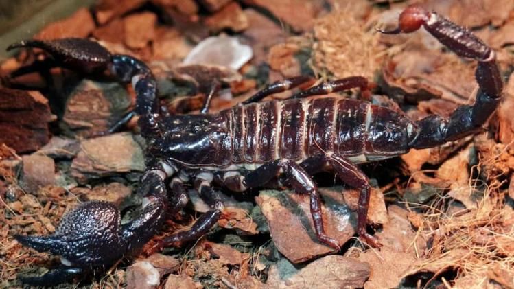 বৃষ্টি হতেই বেরিয়ে এল হাজার হাজার কাঁকড়াবিছে