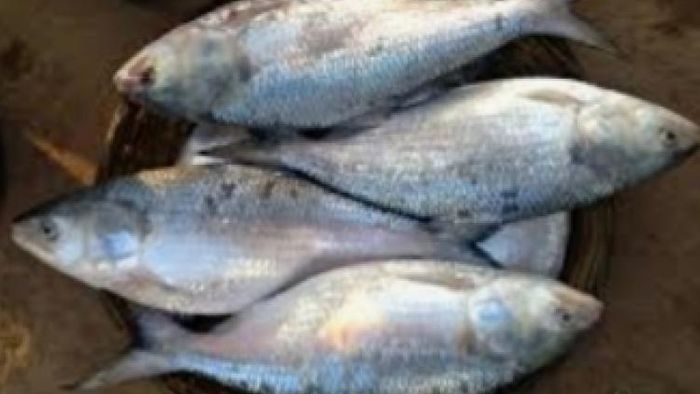 ইলিশ ফিরল অসময়ে