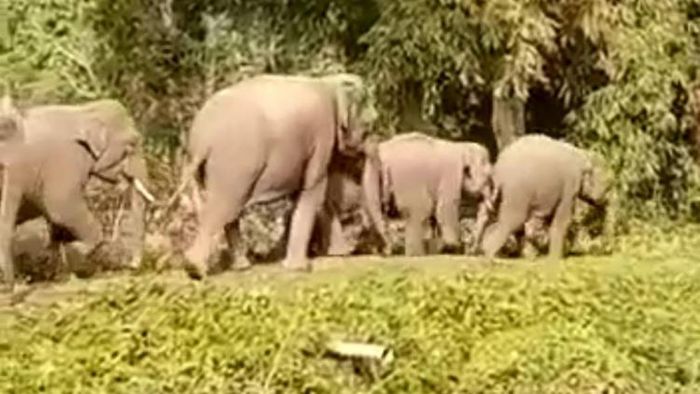 হাতির পাল