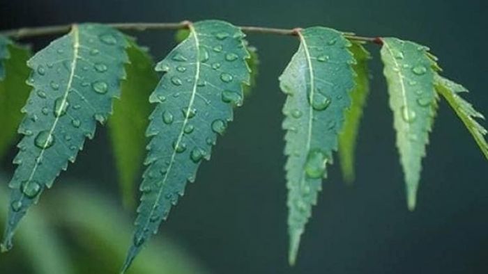 তেতোর অনেক গুণ (প্রতীকী ছবি)