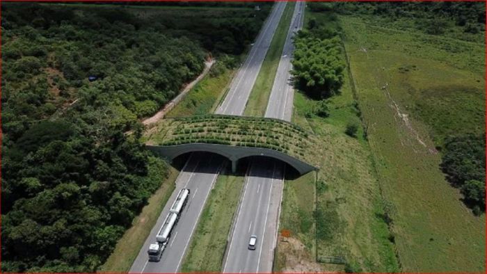 রিও ডি জেনেইরোয় তৈরি হয়েছে এই ব্রিজ। ছবি: রয়টার্স