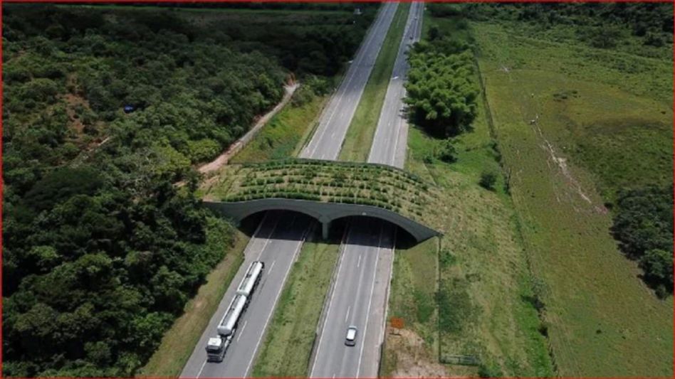 বাঁদরদের জন্য গাছ লাগানো বিশেষ ব্রিজ, আরামে করবে রাস্তা পার বাঁদরদের জন্য গাছ লাগানো বিশেষ ব্রিজ, আরামে করবে রাস্তা পার