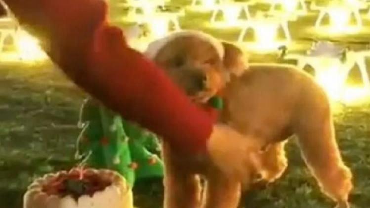 কুকুরের জন্মদিন উদযাপন