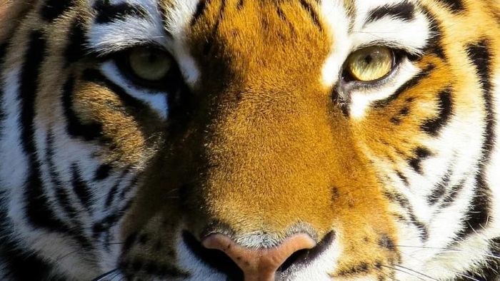 এবার গোসাবায় বাঘের হানা (প্রতীকী ছবি)