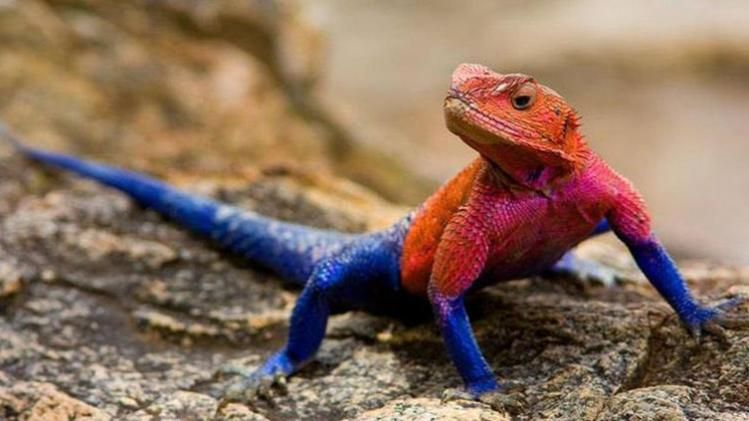 সম্প্রতি স্পাইডার-ম্যানের পোশাকের মতো রঙের এই গিরগিটির ছবি রীতিমতো ভাইরাল হয়ে গিয়েছে সোশ্যাল মিডিয়ায়।