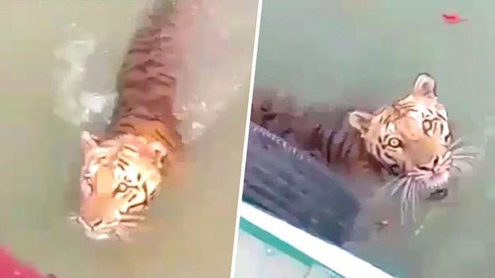 ভুটভুটির কাছে বাঘ। ছবি: প্রসেনজিৎ সাহা