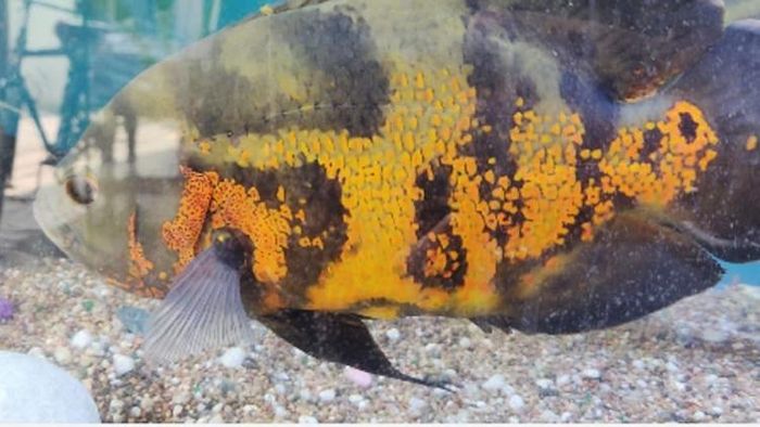 অস্কার মাছ