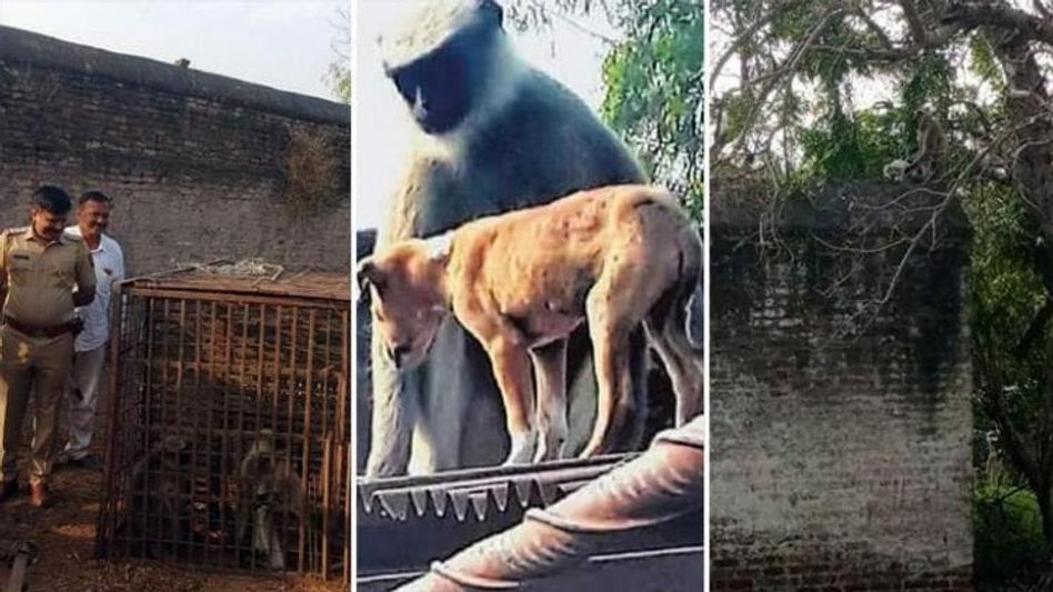 খুনকা বদলা খুন! ৮০ টি কুকুরের বাচ্চাকে ঠাণ্ডা মাথায় খুন করল বাঁদরের দল খুনকা বদলা খুন! ৮০ টি কুকুরের বাচ্চাকে ঠাণ্ডা মাথায় খুন করল বাঁদরের দল