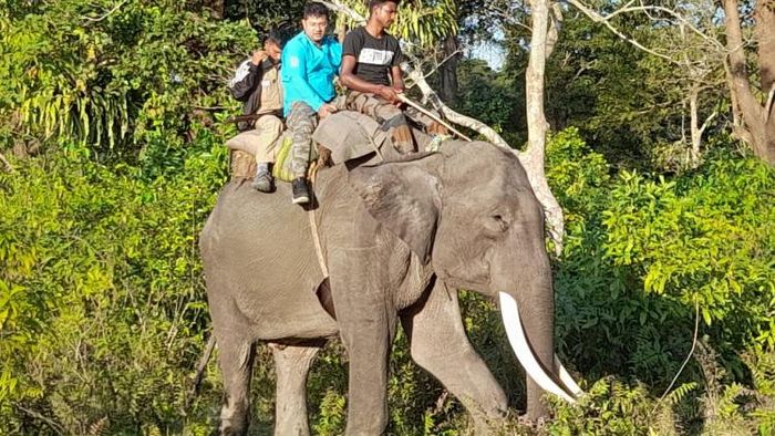 আতঙ্কের নাম হাতি, বাঘ, ভালুক