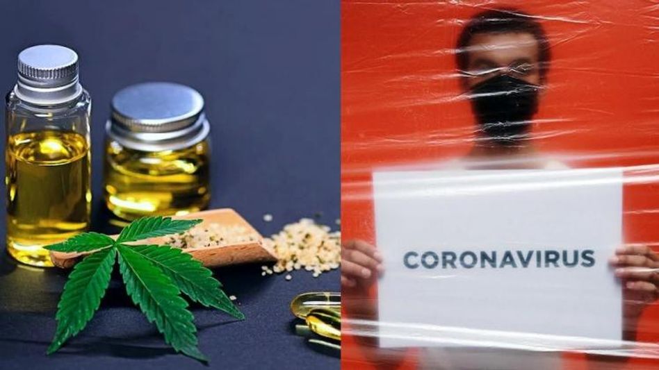 গাঁজা-ভাংয়ে লুকিয়ে রয়েছে করোনাকে খতম করার হাতিয়ার! গাঁজা-ভাংয়ে লুকিয়ে রয়েছে করোনাকে খতম করার হাতিয়ার!