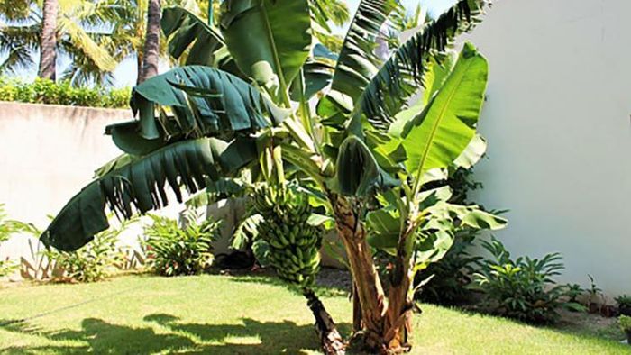 শাস্ত্রে তুলসীর পর কলা গাছকে অত্যন্ত শুভ বলে মনে করা হয়