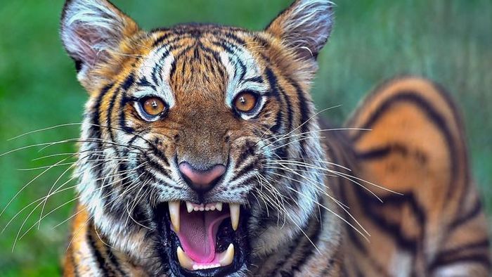 গোসাবায় ফের বাঘের হানা (প্রতীকী ছবি)