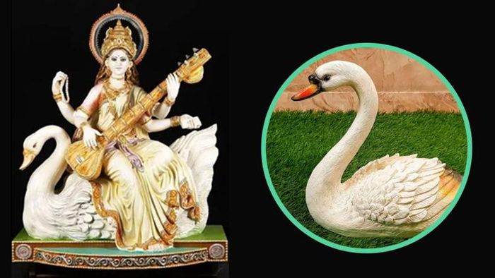 দেবী সরস্বতীর বাহন রাজহাঁস