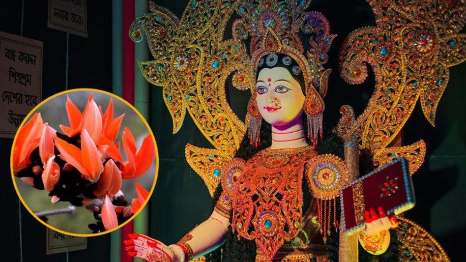 সরস্বতী পুজোয় পলাশ ফুল থাকা আবশ্যক! জানেন এর আসল কারণ কী?  সরস্বতী পুজোয় পলাশ ফুল থাকা আবশ্যক! জানেন এর আসল কারণ কী?