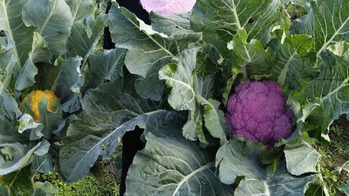 নতুন ধরনের ফুলকপি