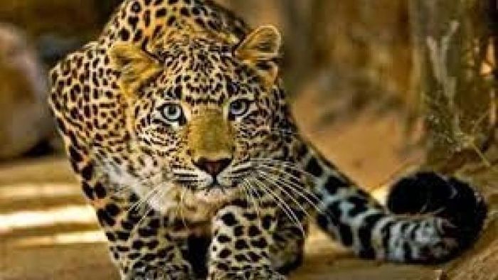 চিতাবাঘে রহস্য