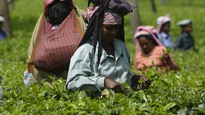 এই দৃশ্য দেখতে চায় চা বাগান মালিকরা