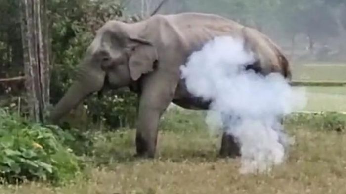 হাতি তাড়াতে পটকাই ভরসা