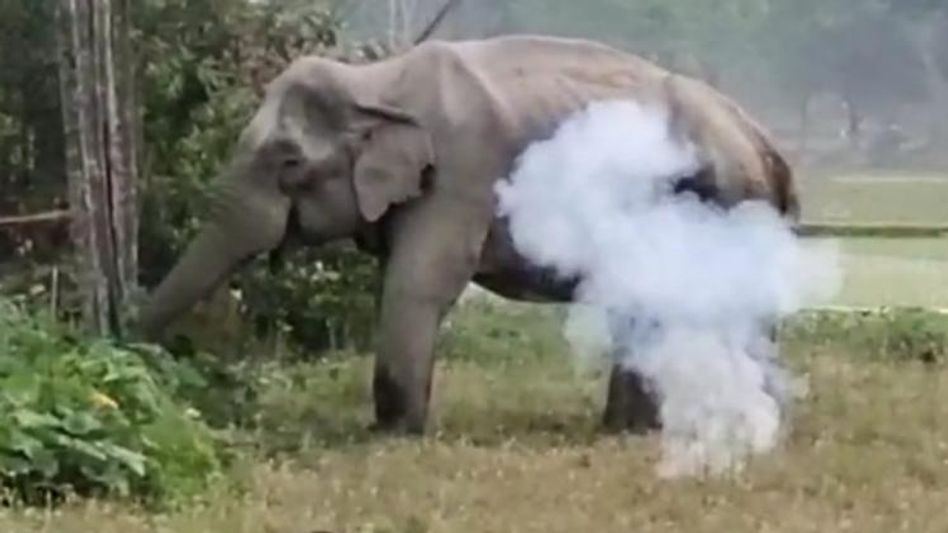 বক্সায় হাতি তাড়াতে নিষিদ্ধ শব্দবাজিই ভরসা বনদফতরের, দালালদের শরণাপন্ন বক্সায় হাতি তাড়াতে নিষিদ্ধ শব্দবাজিই ভরসা বনদফতরের, দালালদের শরণাপন্ন