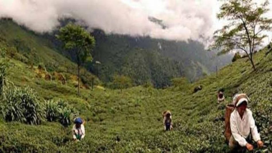 বাজার বিকোচ্ছে নকল দার্জিলিং চা, আসল-নকলের ফারাক বোঝে না কেউ বাজার বিকোচ্ছে নকল দার্জিলিং চা, আসল-নকলের ফারাক বোঝে না কেউ