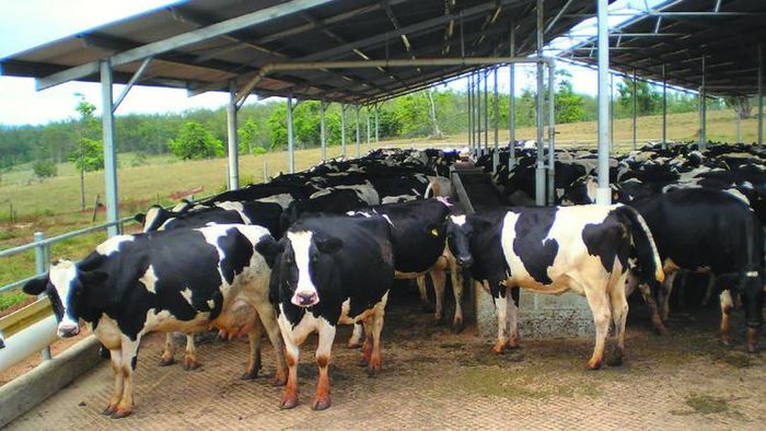 ডেয়ারি শিল্পে লাভের সুযোগ।