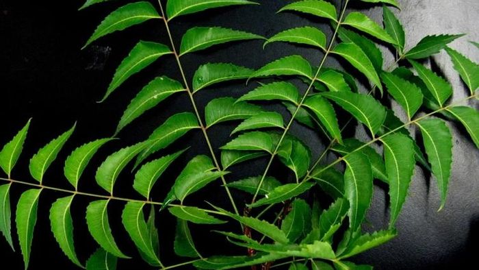 নিমপাতা (ফাইল ছবি)