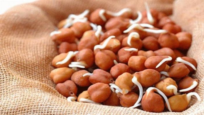 ছোলার উপকারিতা। প্রতীকী ছবি